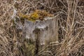 Rotted tree stump closeup Royalty Free Stock Photo