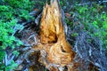 Rotted tree stump in Ancient forest Royalty Free Stock Photo