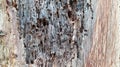 Rotted wood parts affected by insects