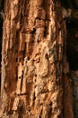 Rotted wood texture