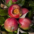 Rotten apple Royalty Free Stock Photo