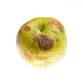 Rotten apple Royalty Free Stock Photo