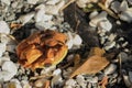 Rotten apple with the ants and a fly on it. Royalty Free Stock Photo