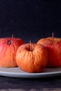 Rotten apple as a concept of corruption. Concept of bad people in society. Rotten politicians. Royalty Free Stock Photo