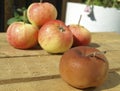 Rotten apple Royalty Free Stock Photo