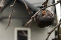 Rotten apple on bare tree. Damaged apple fruit. Apple tree garden. Bad condition concept. Decay concept.