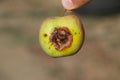 Rotten apple. Defeat apples. Spoiled Royalty Free Stock Photo