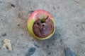 Rotten apple. Defeat apples. Spoiled Royalty Free Stock Photo