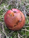 rotten apple and fly Royalty Free Stock Photo
