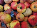 Rotten apple fruits as background