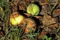 rotten apples in the garden on the grass. fallen bad apples in the garden. Royalty Free Stock Photo