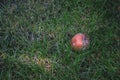 Rotten apple in green grass. Decayed apple fruit on the ground. Autumn garden landscape. Autumn nature close up.