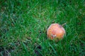 Rotten apple in green grass. Decayed apple fruit on the ground. Autumn garden landscape. Autumn nature close up.