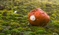 Rotten apple in green moss. Royalty Free Stock Photo