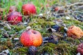 Rotten apple in green moss, eaten by snail. Royalty Free Stock Photo