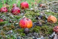 Rotten apple in green moss, eaten by snail Royalty Free Stock Photo