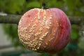 Rotten apple hanging on a branch Royalty Free Stock Photo