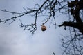 A rotten apple hanging from a tree branch Royalty Free Stock Photo