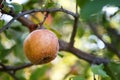 Rotten apple. Infected fruits of apples. Monilinia fructigena apple