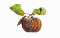 Rotten apple with leaves Royalty Free Stock Photo