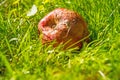 rotten apple in a meadow in autumn in Germany