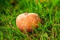 rotten apple in a meadow in autumn in Germany Royalty Free Stock Photo