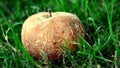 rotten apple in a meadow in Germany with running ant
