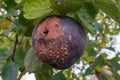 Rotten apple with a mold on an apple tree Royalty Free Stock Photo