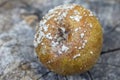 Rotten apple with mold