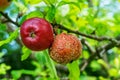 Rotten apple next to healthy apple hanging in tree orchard Royalty Free Stock Photo