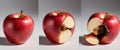 Rotten apple progression from fresh to decayed Royalty Free Stock Photo