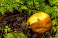 Rotten apple Royalty Free Stock Photo
