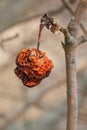 Rotten apple on a tree branch. Unharvested harvest. Dry red apple overwintered on a tree