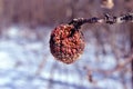 Rotten apple on tree, close up detail, soft blurry gray twigs and snowy glade