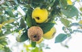 Rotten apple on tree, the black sheep Royalty Free Stock Photo