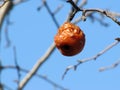 A rotten apple weighs on a tree Royalty Free Stock Photo