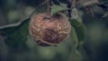 A rotten Apple weighs on a tree branch. Apple in natural environment Royalty Free Stock Photo