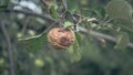 A rotten Apple weighs on a tree branch. Apple in natural environment Royalty Free Stock Photo