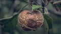 A rotten Apple weighs on a tree branch. Apple in natural environment Royalty Free Stock Photo