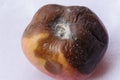 Rotten apple Royalty Free Stock Photo