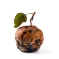 Rotten apple on a white background. Concept of disease, degradation, malignant tumor.