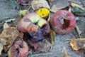 Rotten apples