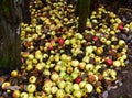 Rotten apples as discarded garbage lie on the ground. Bad apple and putrid fruits vegetable. Food Rubbish autumn harvest. Royalty Free Stock Photo