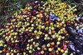 Rotten apples as discarded garbage lie on the ground. Bad apple and putrid fruits vegetable. Food Rubbish autumn harvest. Royalty Free Stock Photo