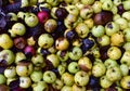 Rotten apples as discarded garbage lie on the ground. Bad apple and putrid fruits vegetable. Food Rubbish autumn harvest. Royalty Free Stock Photo