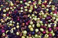 Rotten apples as discarded garbage lie on the ground. Bad apple and putrid fruits vegetable. Food Rubbish autumn harvest. Royalty Free Stock Photo