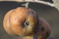 Rotten apples on a branch close-up. Infected fruits in the garden in spring or autumn