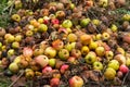 Rotten apples on a compost heap Royalty Free Stock Photo