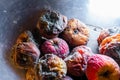 Rotten apples of different colors close-up