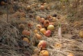 Rotten apples fallen into the grass. Unharvested, lost harvest Royalty Free Stock Photo